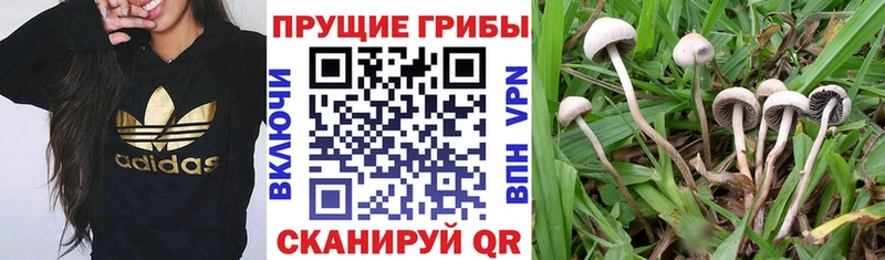 Псилоцибиновые грибы Psilocybine cubensis Купить где Урень